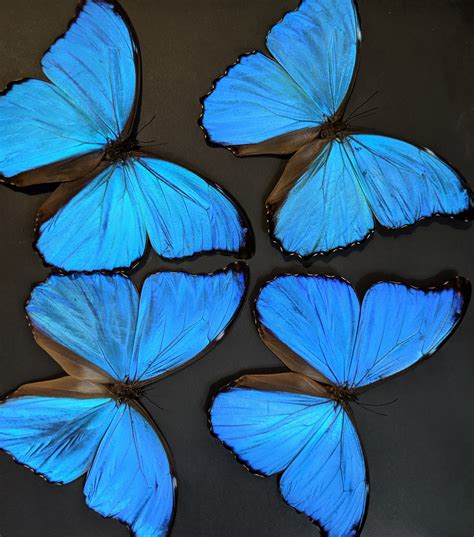 Rare Blue Morpho Butterfly Deluxe Collection On Black Velour 9x20