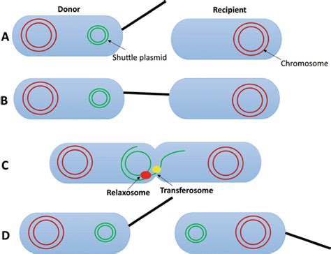 Reproduction in Bacteria - Javatpoint