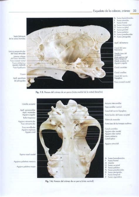 Anatomia de los animales Domesticos Köning TOMO 1 SPG pdf