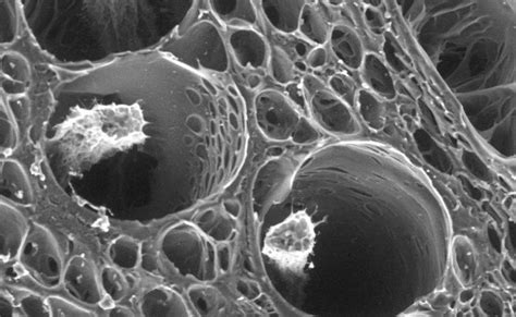 Pore Formation In Superporous Hydrogel 9 Download Scientific Diagram