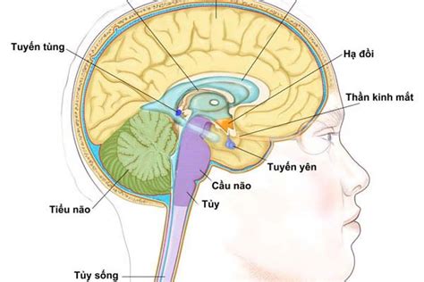 Vai trò của tuyến yên trong hệ thống nội tiết | Vinmec