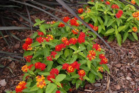 Lantana camara (Common Lantana, Lantana, Red Sage, Shrub Verbena ...