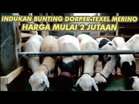 Riview Harga Domba Indukan Bunting Texel Dorper Merino Jutaan Bobot