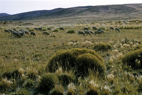 The Pampas | Plains of Argentina, Wildlife & Agriculture | Britannica