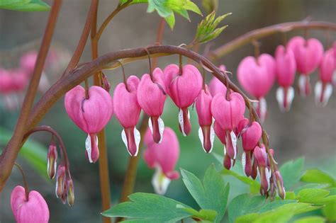 Asian Bleeding Heart Pink Flowers Free Photo On Pixabay Pixabay