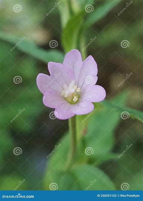 Epilobium Montanum Stock Photos - Free & Royalty-Free Stock Photos from