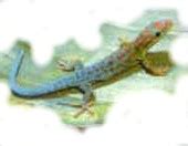 Blauschwanz Taggecko