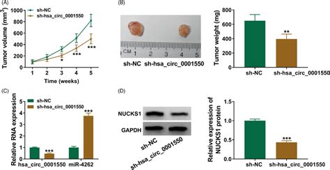 Hsa Circ Absence Markedly Suppresses Xenograft Tumor Growth In