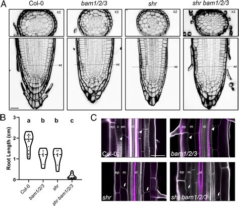 Bam12 Receptor Kinase Signaling Drives Cle Peptide Mediated Formative