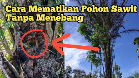 Cara Mudah Mematikan Pohon Sawit Tanpa Ditebang Youtube