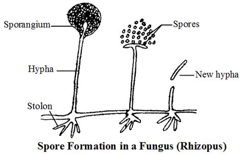 Asexual Reproduction And Its Types With Examples 46 OFF