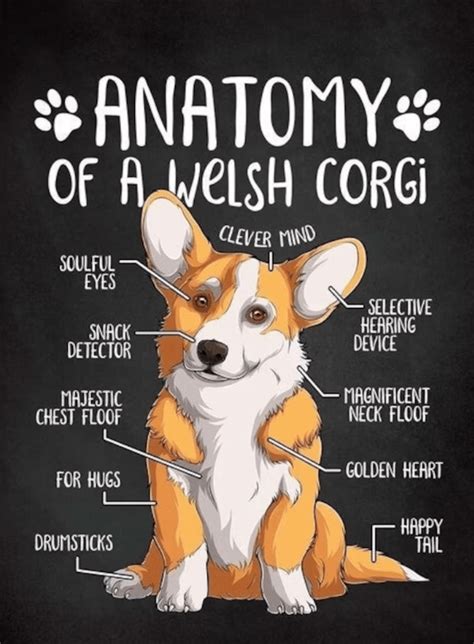 Corgi Facts - Chess.com