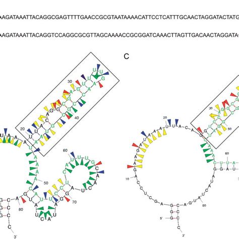 Sequence And Secondary Structures Of Representative Aptamers The RNA