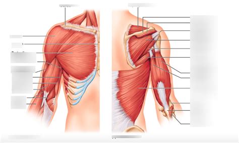 Muscles Of The Upper Extremity Anterior View Diagram Quizlet