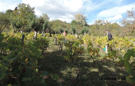 Les Vignerons De Vourei Ont Vendang Vorey Sur Arzon La Comm Re