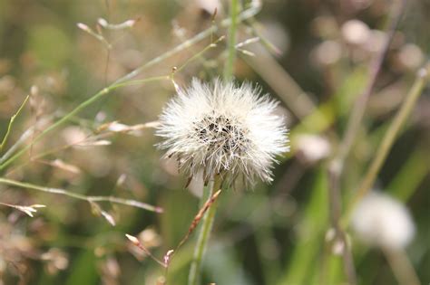 La Nature Fleur Prairie Photo Gratuite Sur Pixabay Pixabay