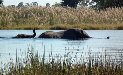 Zimbabwe: Wild Animals Kill 27 – African Expedition | The savage continent is waiting