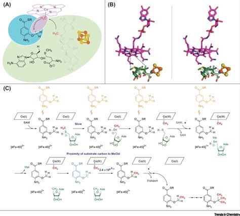 A Radical Exploration Of The Cobalamin Dependent Radical SAM Enzyme