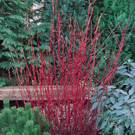 Witte Kornoelje Cornus Alba Sibirica Planten Online Kopen