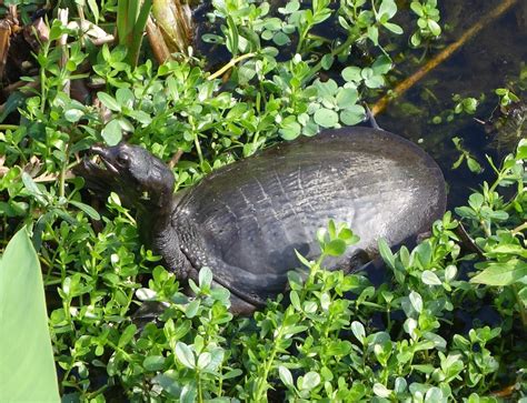 Cute little soft-shelled turtle with an extra long neck [OC] : r/aww