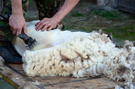 Merino Sheep Breed Information A Good Forager And Producer Of High