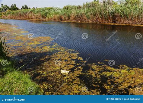 Plants In Oil Pollution Stock Image | CartoonDealer.com #52220113