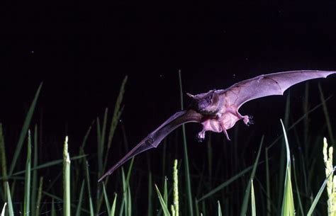 Agricultural pest control by bats in Madagascar – PlantwisePlus Blog