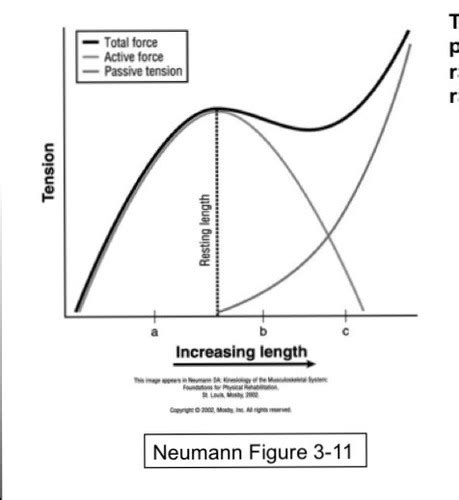 Kines final exam Flashcards | Quizlet 