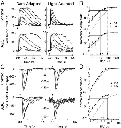 Dark And Light Adapted Rod And Rod Bipolar Cell Responses In Control Download Scientific