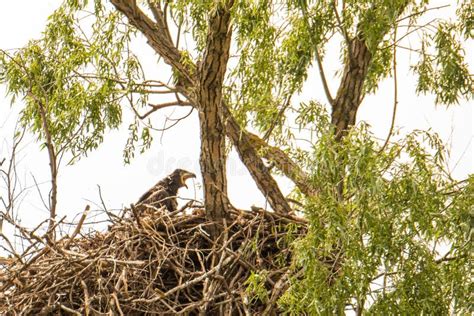 White Tailed Eagle Nest in Danube Delta , Romania Wildlife Bird ...