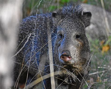 Javelina Collared Peccary Cave Creek Canyon Chiricahua Flickr