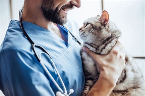 Why Choose a Board Certified Veterinary Specialist? | Columbia Vets