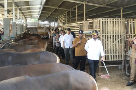 Mentan Tinjau Langsung Ketersediaan Dan Kelayakan Hewan Kurban Di Lobar