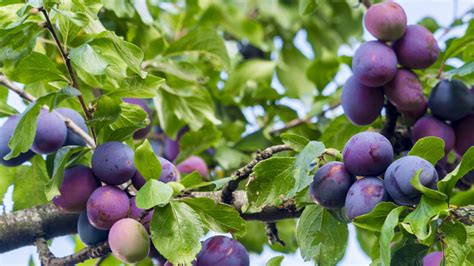 The Surefire Way To Make Sure Your Plum Tree Produces Fruit