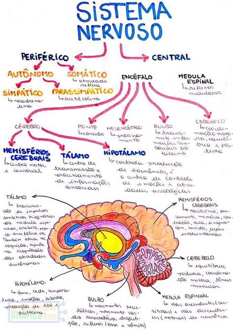 ᐈ Mapa Mental Del Sistema Nervioso Central Y Periférico Anatomia