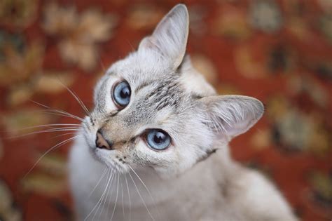 Free Images White Animal Pet Kitten Feline Fauna Look Up Close