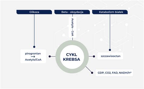 Cykl Krebsa Cykl Kwasu Cytrynowego Mito Med Pl