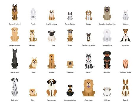 Dog breeds: Small, medium, or large? Choose the ideal breed