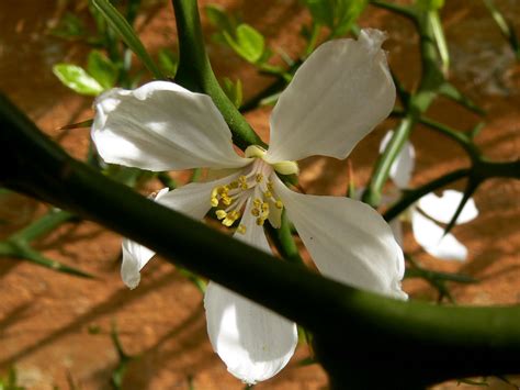 Citrus trifoliata syn Poncirus trifoliata dværgcitron