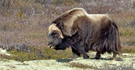 Muskox A Z Animals