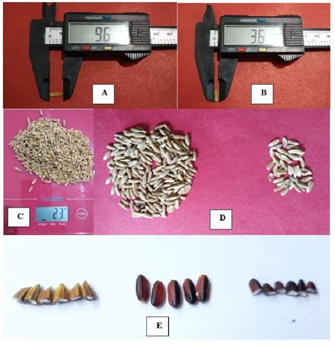 Gambar 2 Panjang Biji A Lebar Biji B Bobot 1000 Butir C