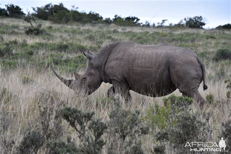 White Rhino South Africa | AfricaHunting.com