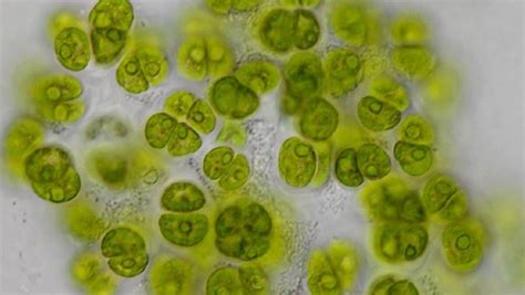 A new algae species, genetic eye disease, & continent models