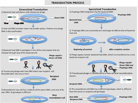 Difference Between Transfection and Transduction | Definition ...