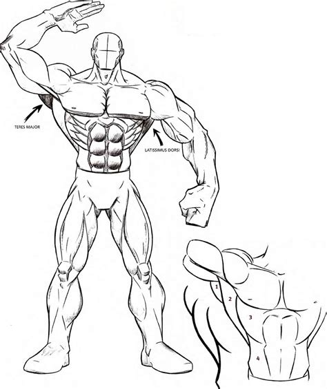 How to draw muscles step by step drawing guide by kingtutorial – Artofit