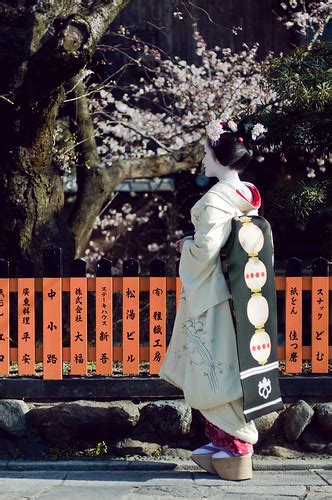 Mameharu San Staring At The Sakura Kyoto Japan Mameharu Marcus