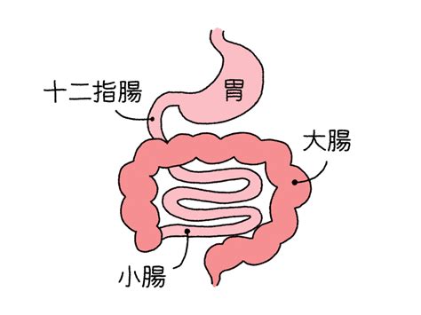 腸活と姿勢調整で不調を根本改善しましょう！ 竹原メディカル整体院