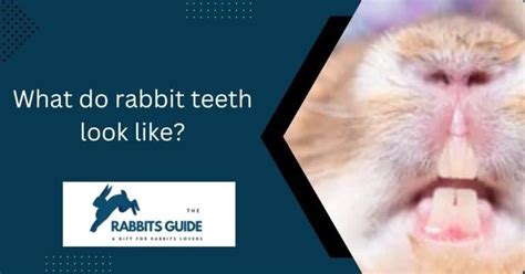 What Do Rabbit Teeth Look Like 5 Surprising Facts By