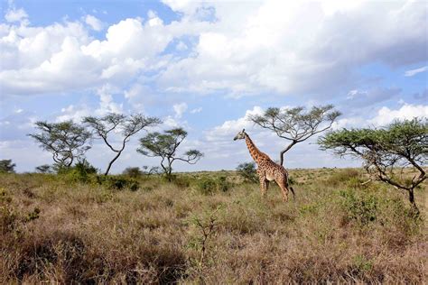 Free Images Wilderness Prairie Adventure Animal Wildlife Mammal