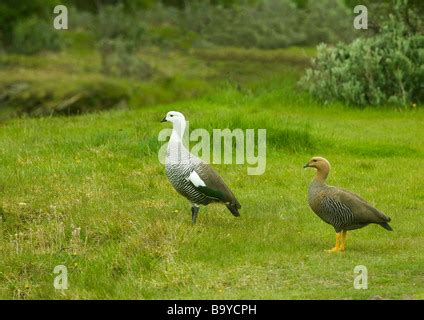 magellan  upland goose chloephaga picta tierra del fuego national
